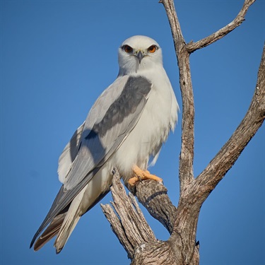 Open 1st - Chris Bruce - Black Shouldered Kite