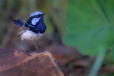 Winner - Small-Bird-Craig-Grant-Superb-Fairy-Wren-on-rock