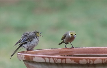 Winner - Small-Bird-Liz-Webb-I-told-you-to-bring-some-conditioner