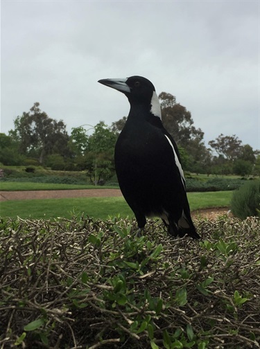 Teen-1st-Laura-Cox-Friendly-Magpie