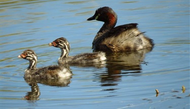 Winner - Water-birds-Jenn-Graham-the-aliens-have-landed