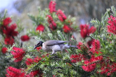 Youth-3rd-Wyatt-Burns-Busily-eating-the-Bottle-Brush