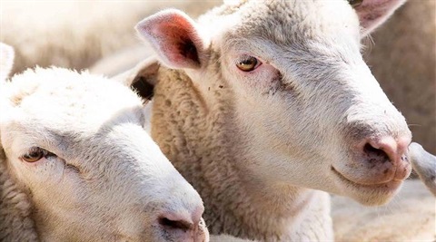 Close photo of the heads of two white sheep