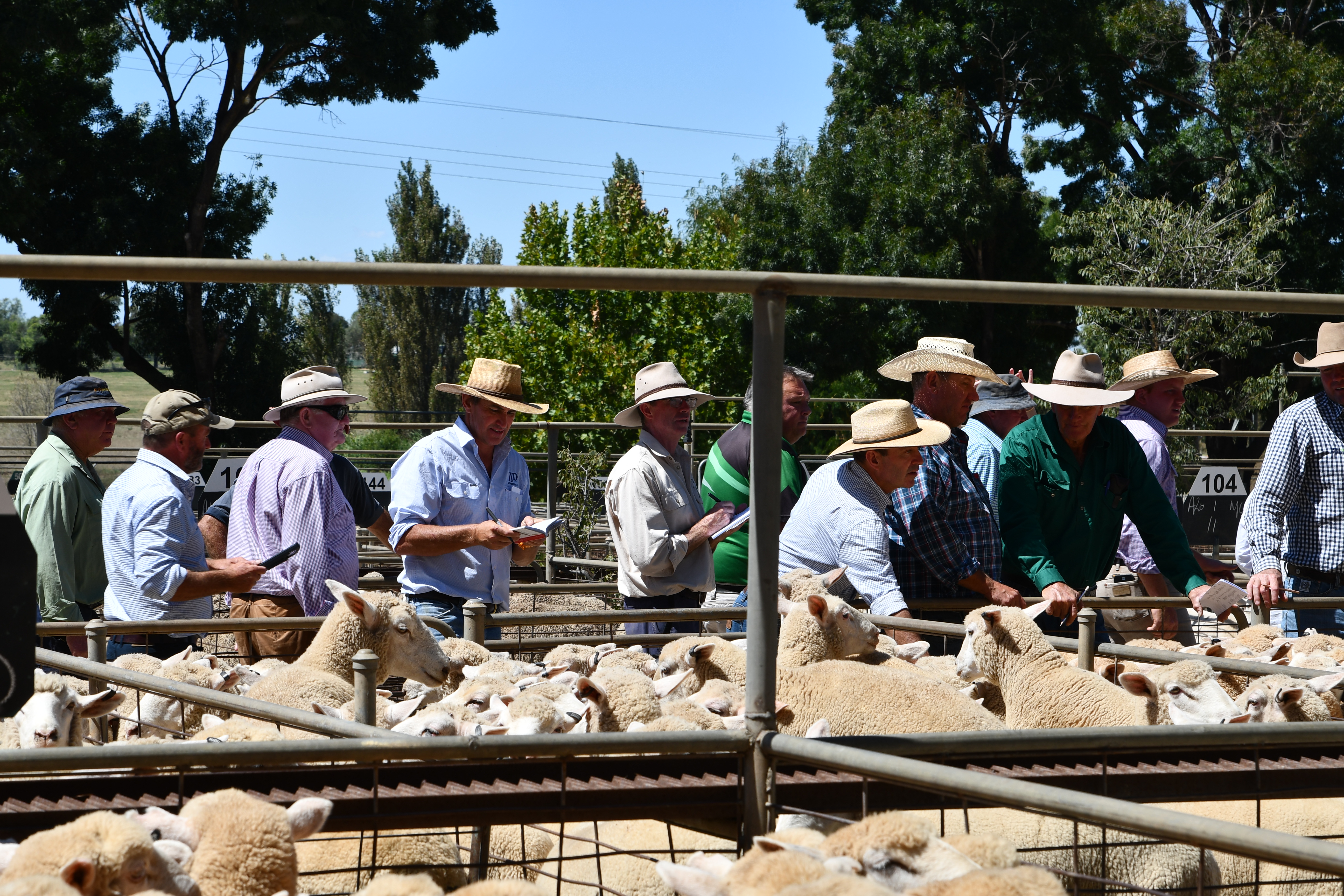 Cowra Saleyards