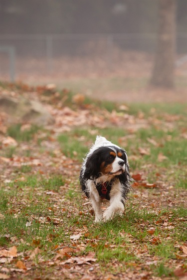 CSC-Dog-Park-14.jpg