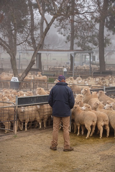 CSC-Saleyards-1.jpg