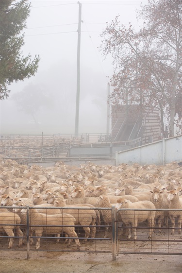 CSC-Saleyards-10.jpg