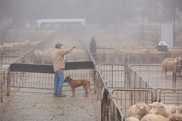 CSC-Saleyards-12.jpg