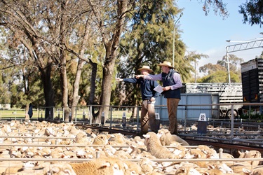 CSC-Saleyards-22.jpg