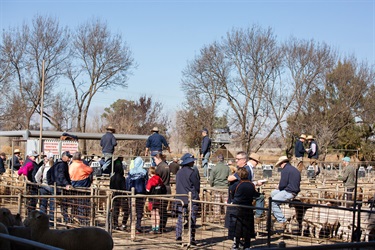 CSC-Saleyards-31.jpg