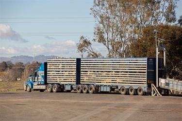 CSC-Saleyards-32.jpg