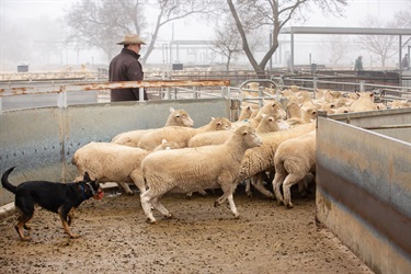 CSC-Saleyards-45.jpg