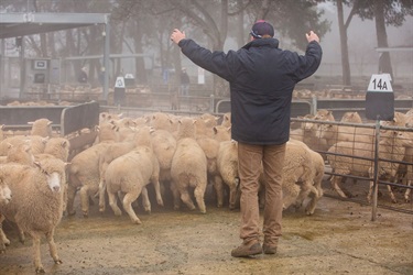 CSC-Saleyards-51.jpg