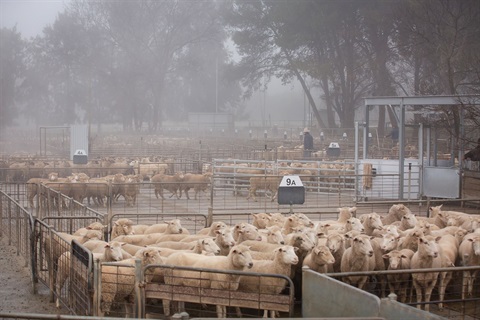 CSC-Saleyards-55.jpg