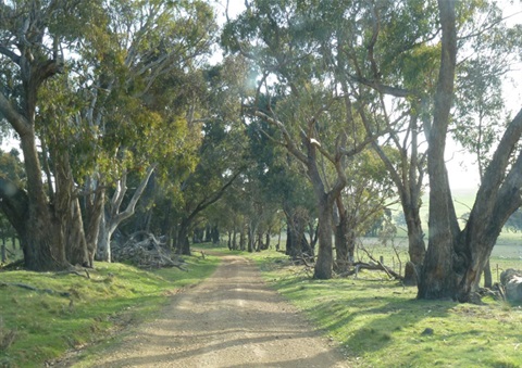 Roadside Vegetation